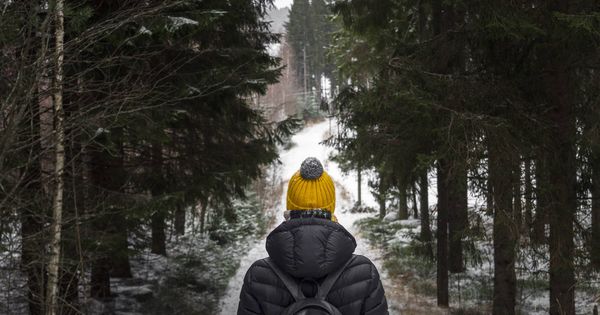 Foto: Un bosque se cierne sobre el frío finlandés. (iStock)