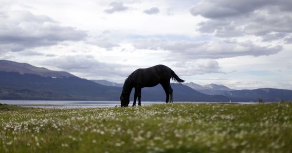 Foto: Un caballo en un prado. (EFE)