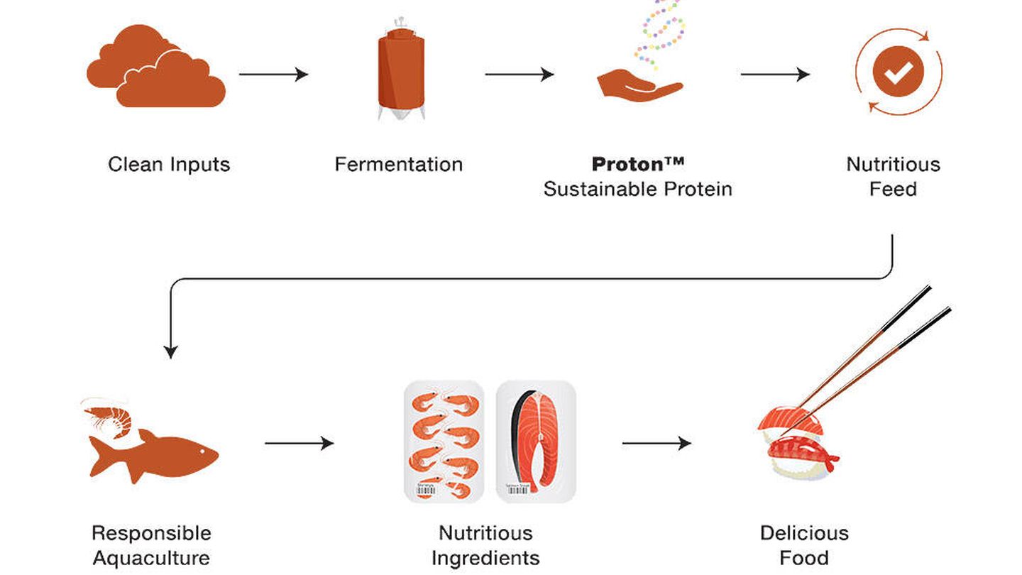 El proceso de fabricación de la proteína sintética de Deep Branch.