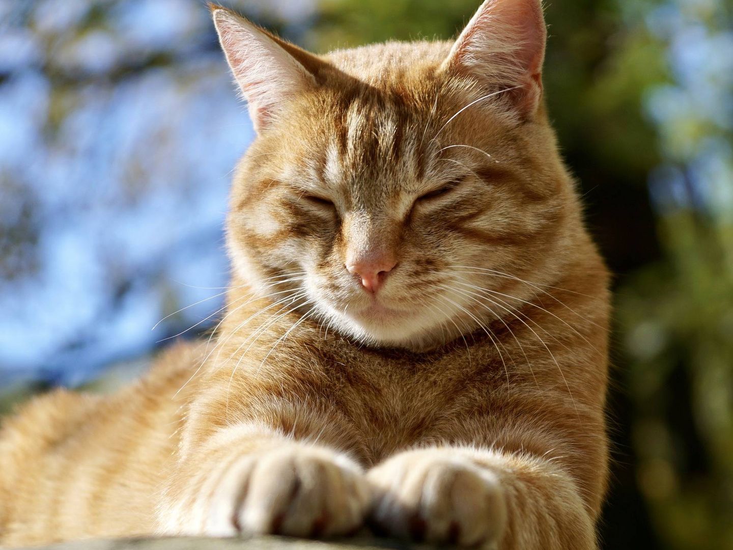 A los gatos naranjas les gusta más el riesgo. Foto: Pixabay