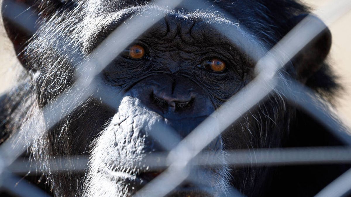 España no es país para primates (o un relato dantesco de torturas del que nadie quiere saber nada)