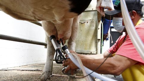 La leche cruda de vaca podría transmitir el virus de la gripe aviar