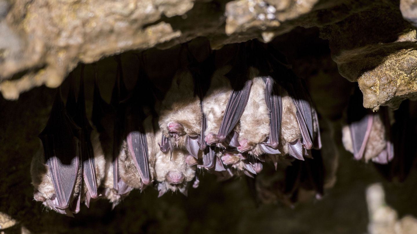 Murciélagos en el interior de una cueva (Reuters)