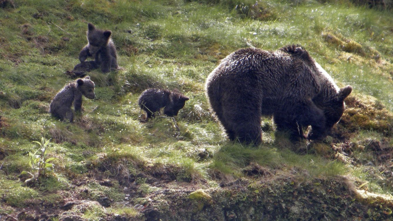 Foto: Una hembra de oso pardo con sus crías en Asturias. (EFE/FOP)
