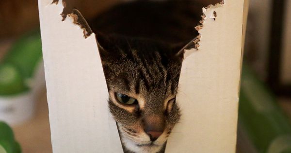 Foto: El gato de Schrödinger está vivo y muerto al mismo tiempo. (Reuters)