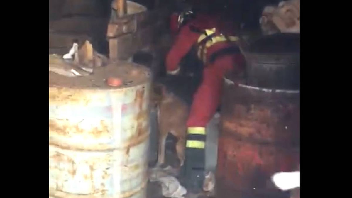 La UME rescata en el último minuto a varios perros en el incendio de Gran Canaria