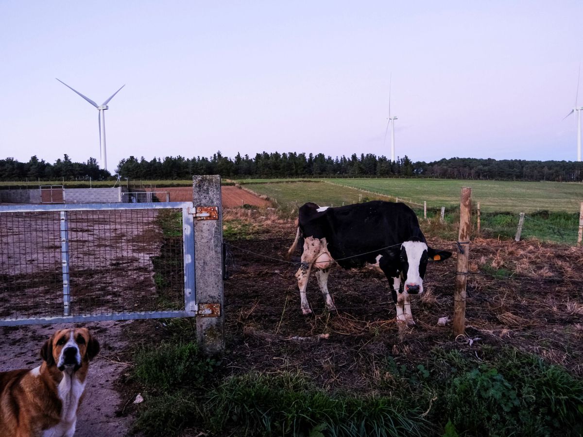 Foto: Una vaca en una granja. (Reuters/Nacho Doce)