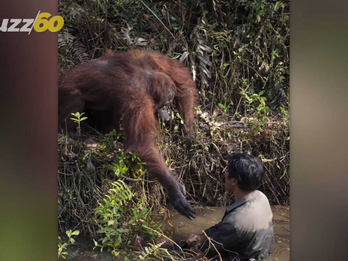 Foto: El simio tendió su mano hacia el cuidador al pensar que estaba en peligro (Foto: YouTube)