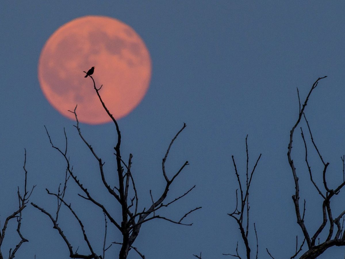 Foto: Imagen de archivo de la 'Luna de fresa' que pudo verse en 2016 (EFE)