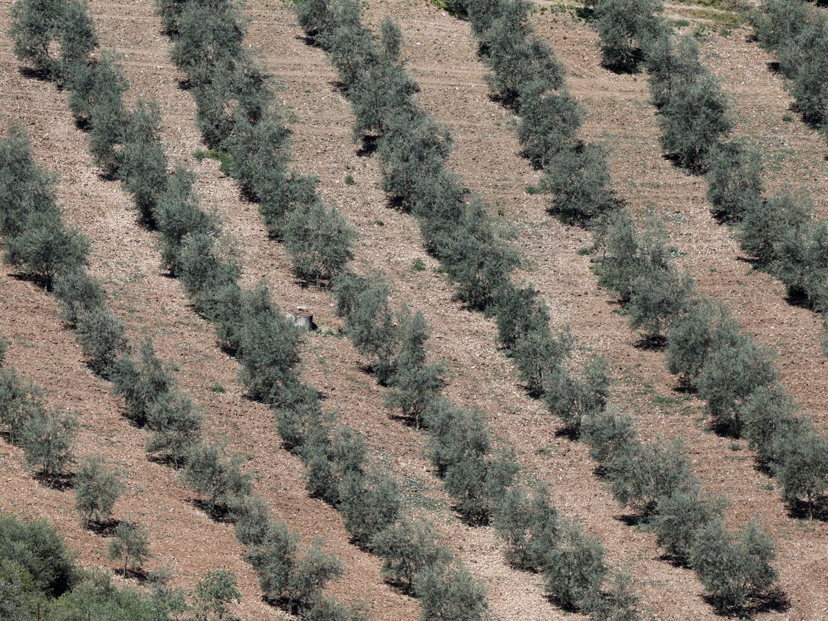 Foto: Olivos afectados por la sequía en Ronda. (Reuters)