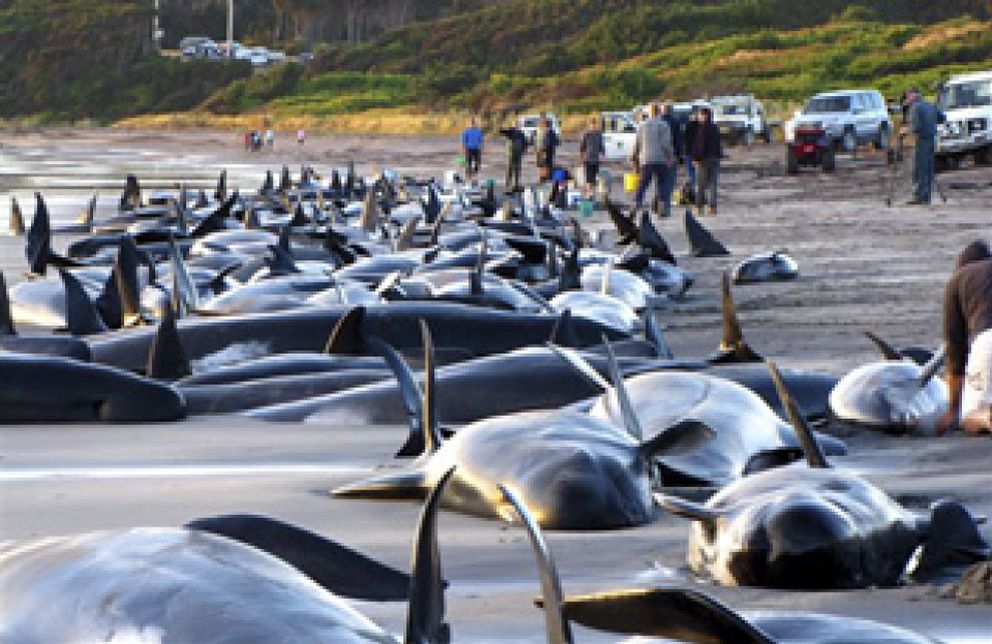 Foto: Rescatan 48 cetáceos pero mueren 130 de las 200 ballenas piloto varadas en Australia