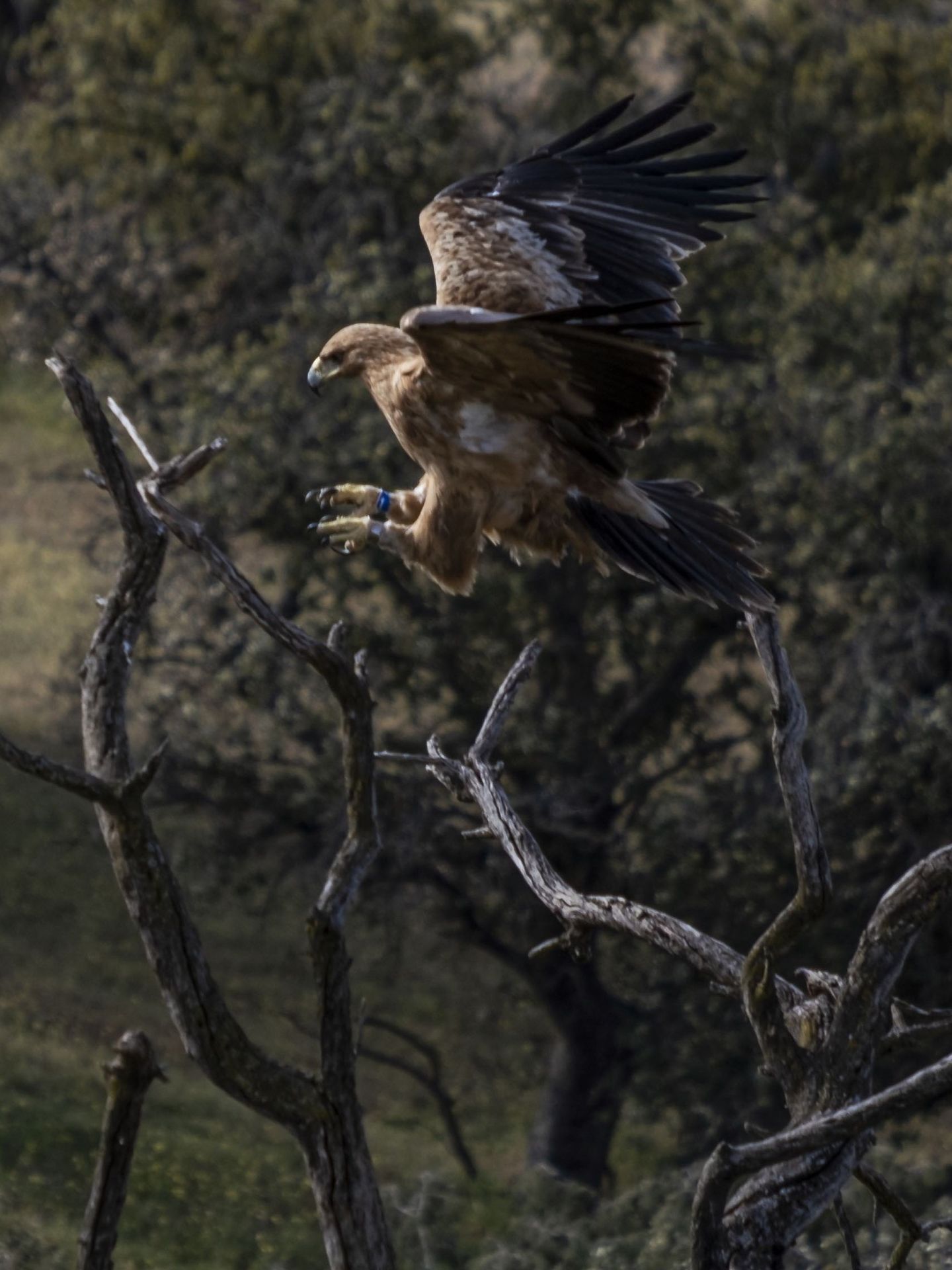 El águila imperial es una especie exclusiva de la península Ibérica. (EFE/Ángeles Visdómine)
