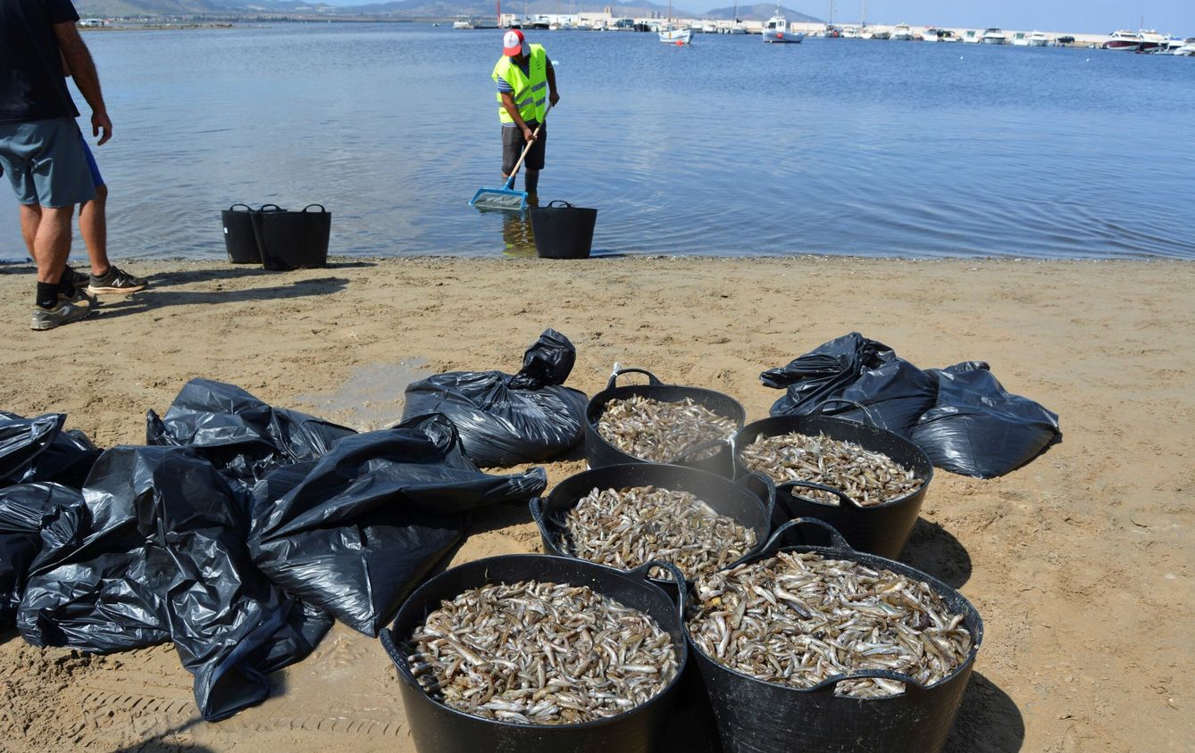 Recogida de peces muertos en el Mar Menor (EFE)