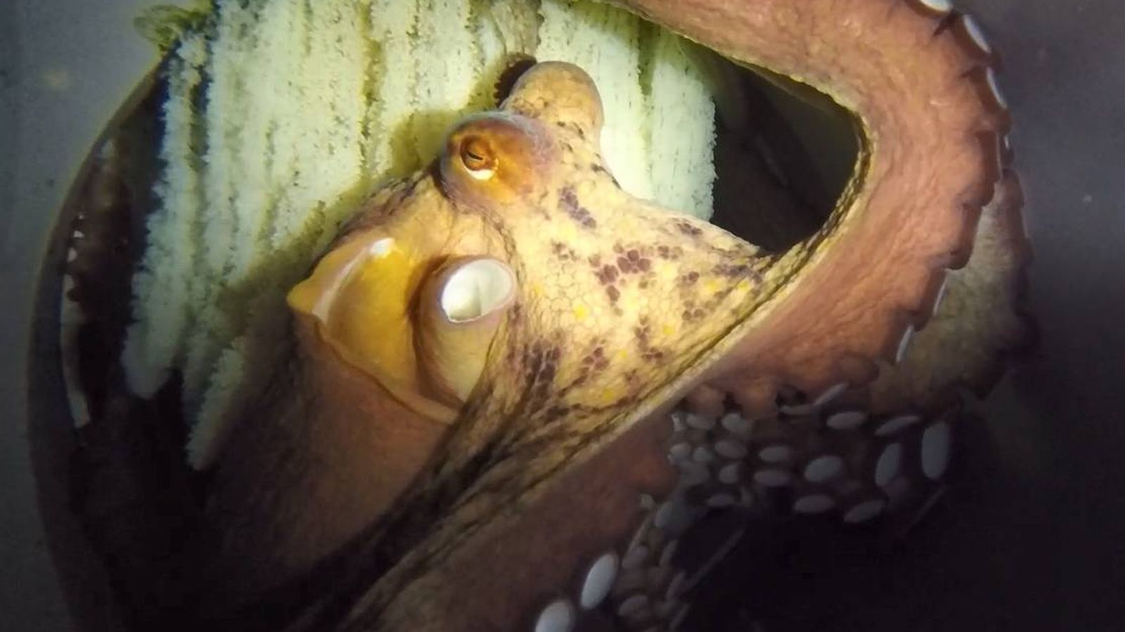 Foto: Lourditas, primer pulpo de acuicultura en reproducirse. Imagen de la puesta de huevos en julio 2019. (Pescanova)