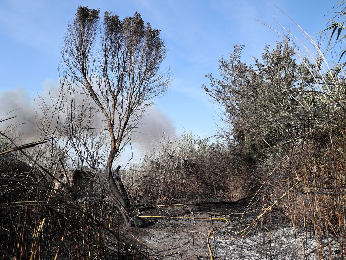Foto: Vegetación afectada por un incendio. (Europa Press/Archivo/Isaac Buj)