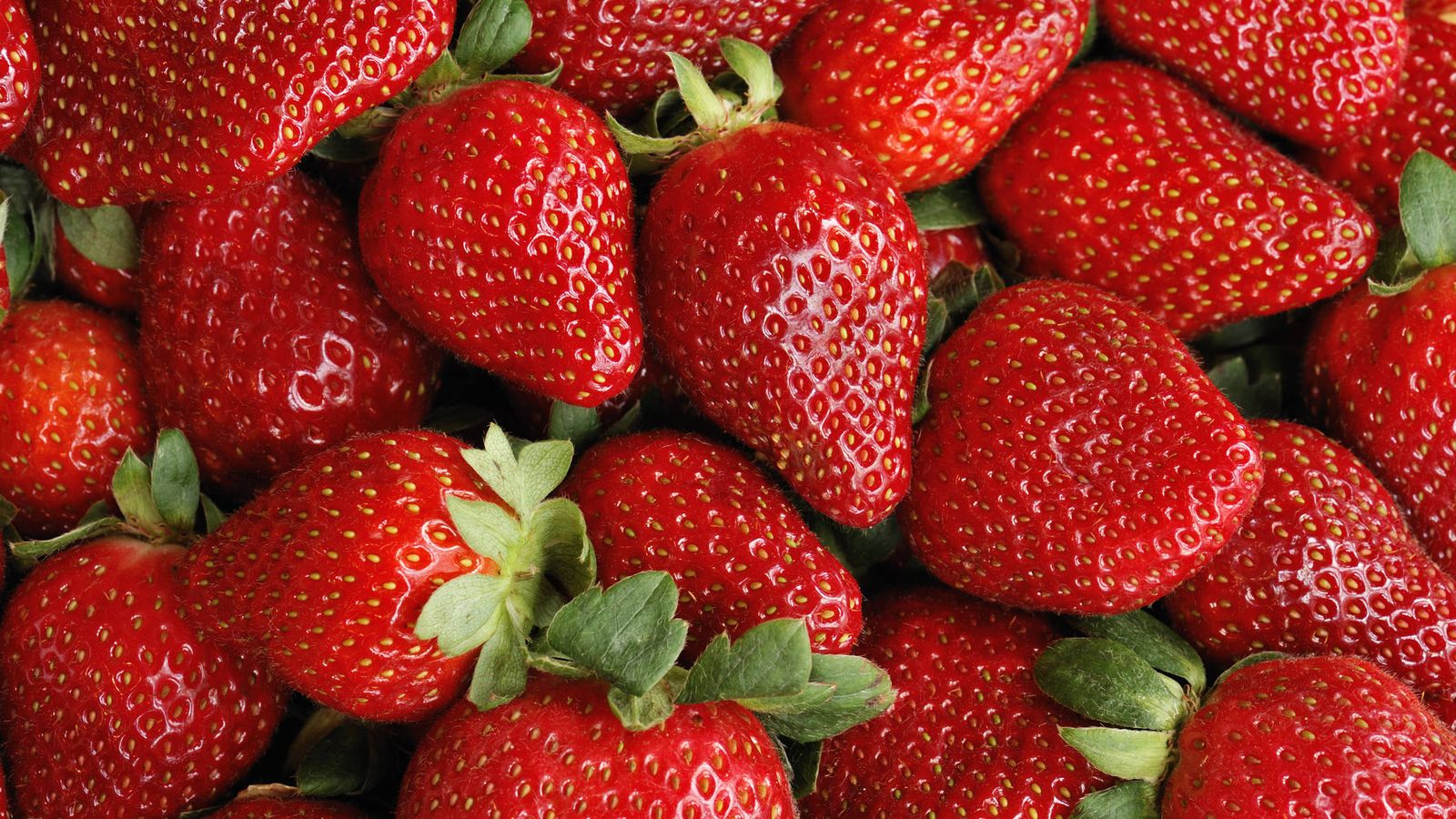 Foto: España es el principal suministrador de fresas para Reino Unido. (iStock)