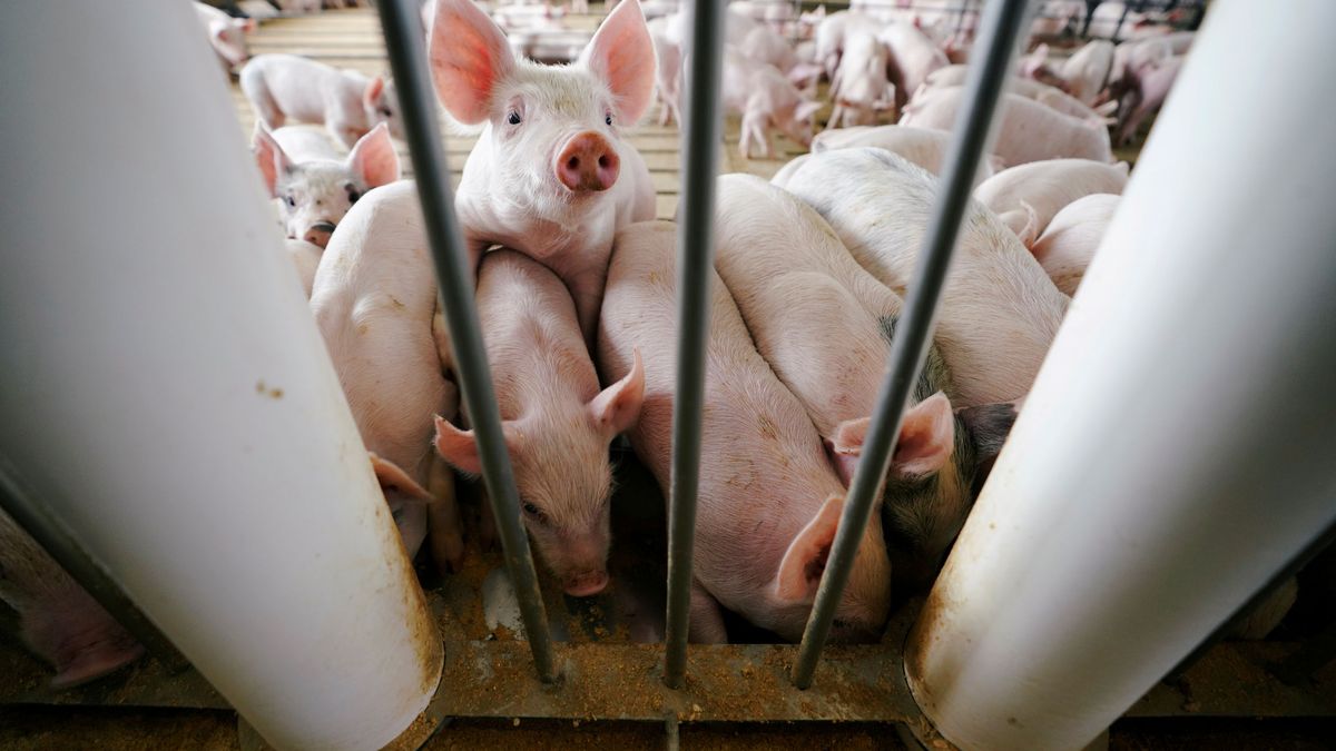 China ve el final de su crisis porcina y España será el gran perjudicado