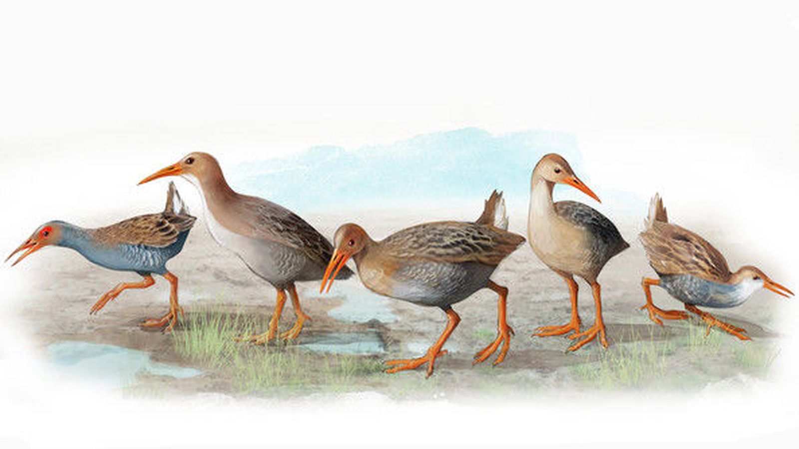 Foto: Las cinco nuevas especies de rascones extintas en Madeira y Azores. De izquierda a derecha  R. carvaoensis, R. adolfocaesaris, R. montivagorum, R. lowei, R. "minutus". / José Antonio Peñas (Sinc)