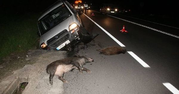 Foto: Accidente de tráfico provocado por jabalíes