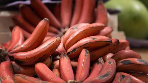 Así es el plátano rojo que tiene sabor a frambuesa y se cultiva en España
