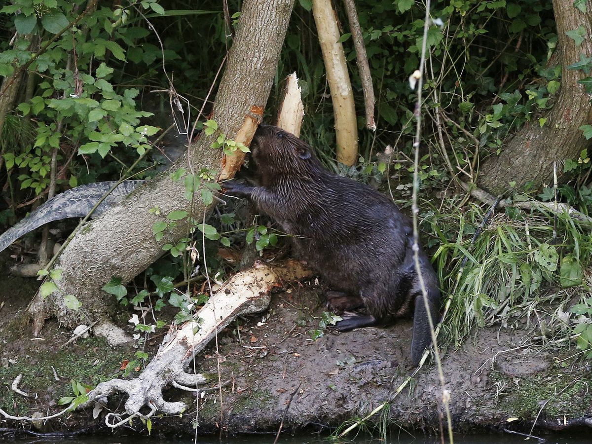 Foto: Un castor se alimenta de la corteza de un árbol junto a la orilla del río Arga, en la comarca de Pamplona. (EFE)