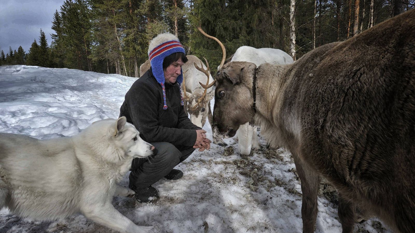 Foto: Un sami, rodeado de perros de nieve y un reno (Foto: Eduardo Miola)