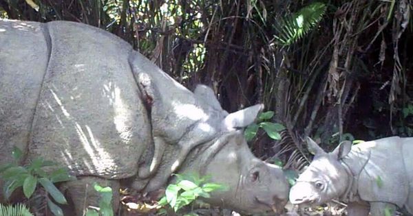 Foto: Un rinoceronte de Java con una cría en el Ujung Kulon (Ministerio Medioambiente Indonesia)