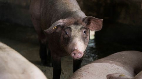 La peste porcina amenaza al sector cárnico español: carrera por la vacuna
