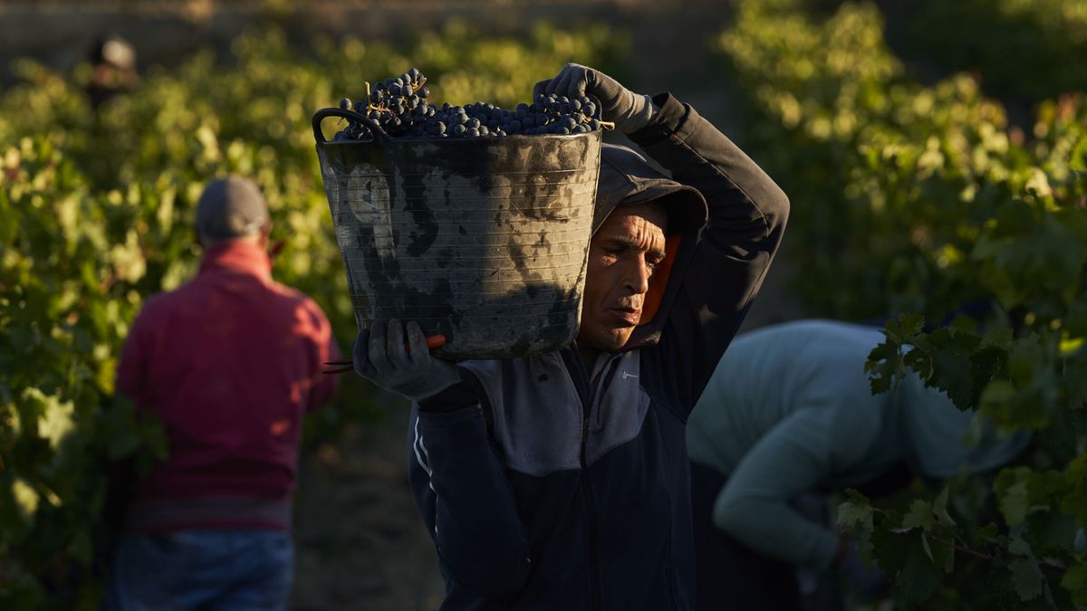 Algo pasa con la DOC Rioja: el año de crisis de los vinos con más pedigrí de España