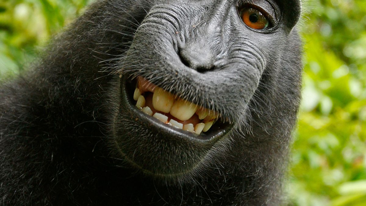 El 'selfie' del mono que desencadenó una batalla legal por los derechos de autor