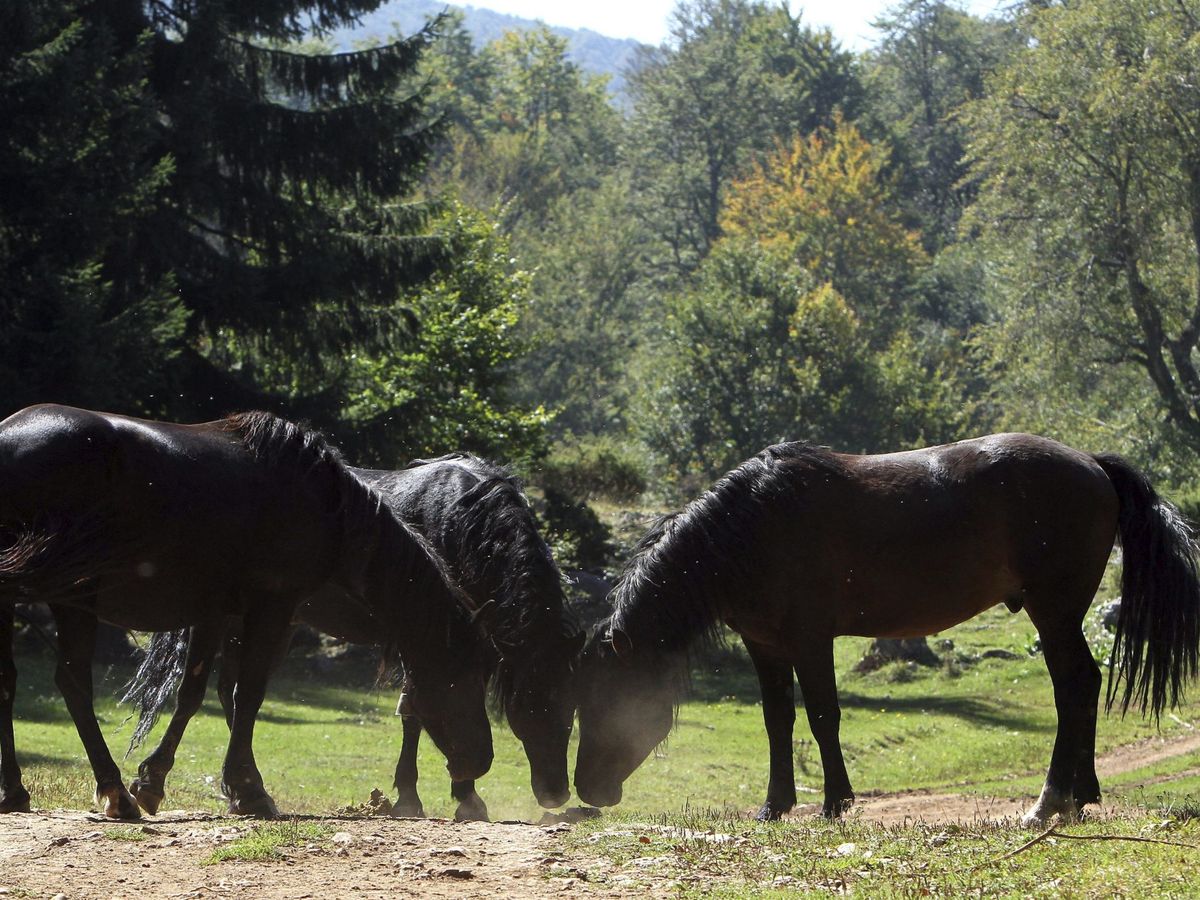 Foto: Varios caballos salvajes pastando. (EFE)