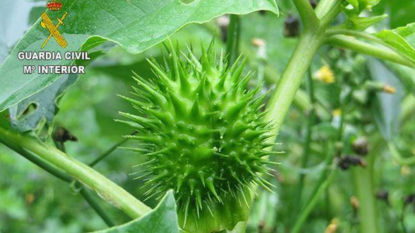 Plantas de estramonio, especie capaz de producir escopolamina, intervenidas por la Guardia Civil.