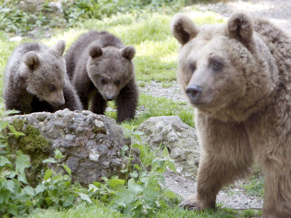 Foto: Hembra de oso pardo con sus crías (EFE)