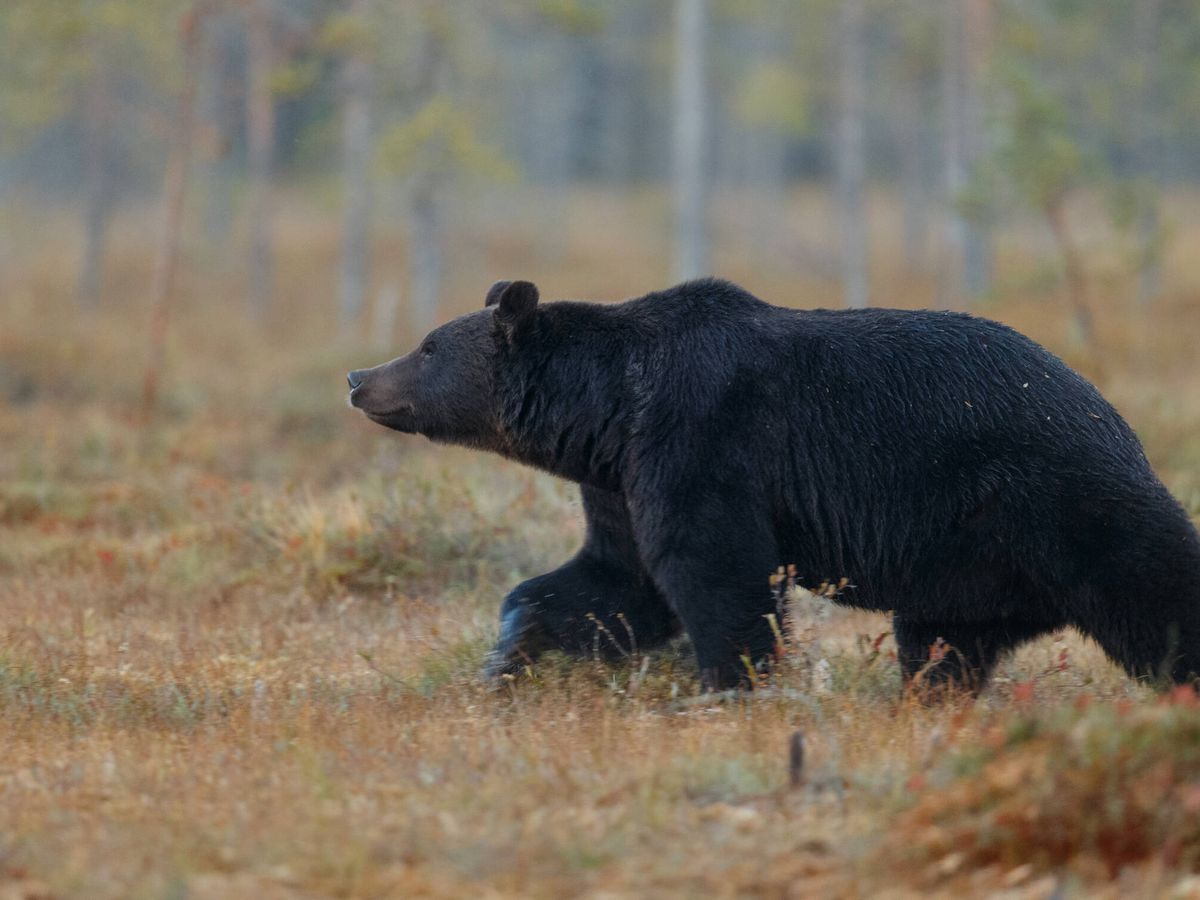 Foto: Imagen de archivo de un oso pardo.