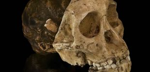 Post de El Niño de Taung, el primer australopithecus hallado, cumple 2,58 millones de años de edad