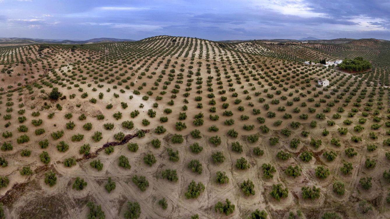 Foto: Imagen de archivo de un campo de olivos en Escañuela, Jaén. (EFE/José Manuel Pedrosa)