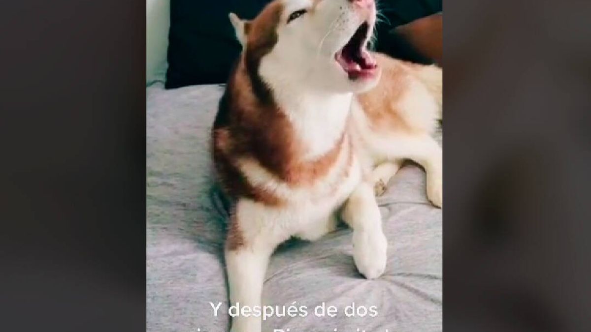 El perro que se ha hecho viral por reproducir el sonido de las alertas por terremotos