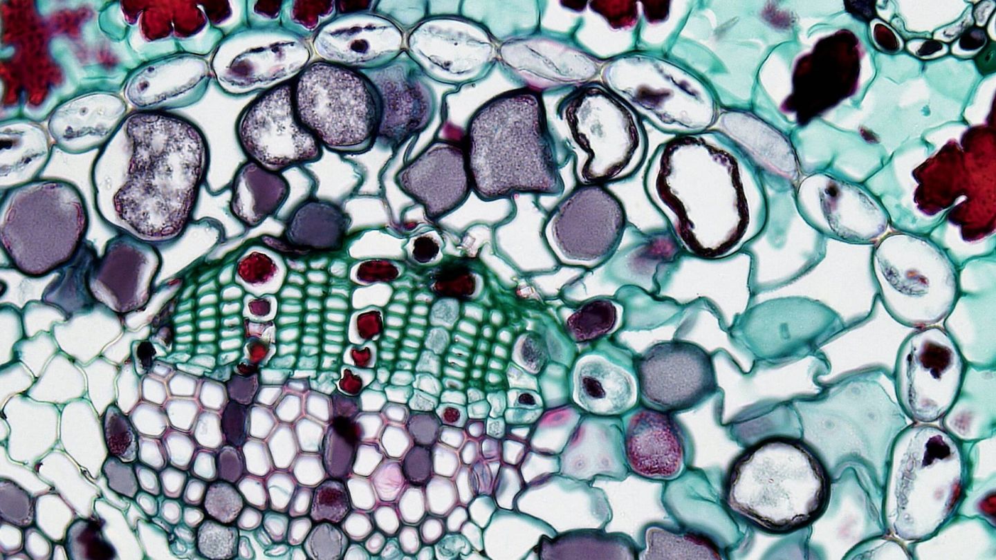 Una célula vista bajo un microscopio óptico. (Pexels)