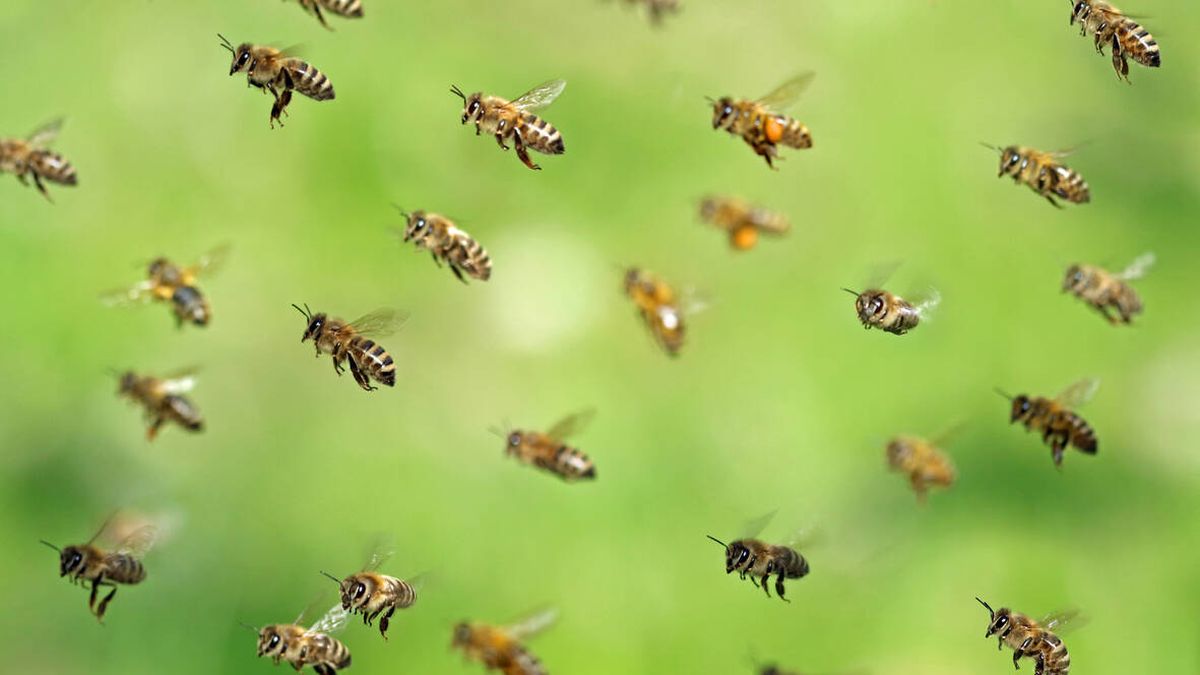 ¿Mueren realmente las abejas después de picar a una persona?
