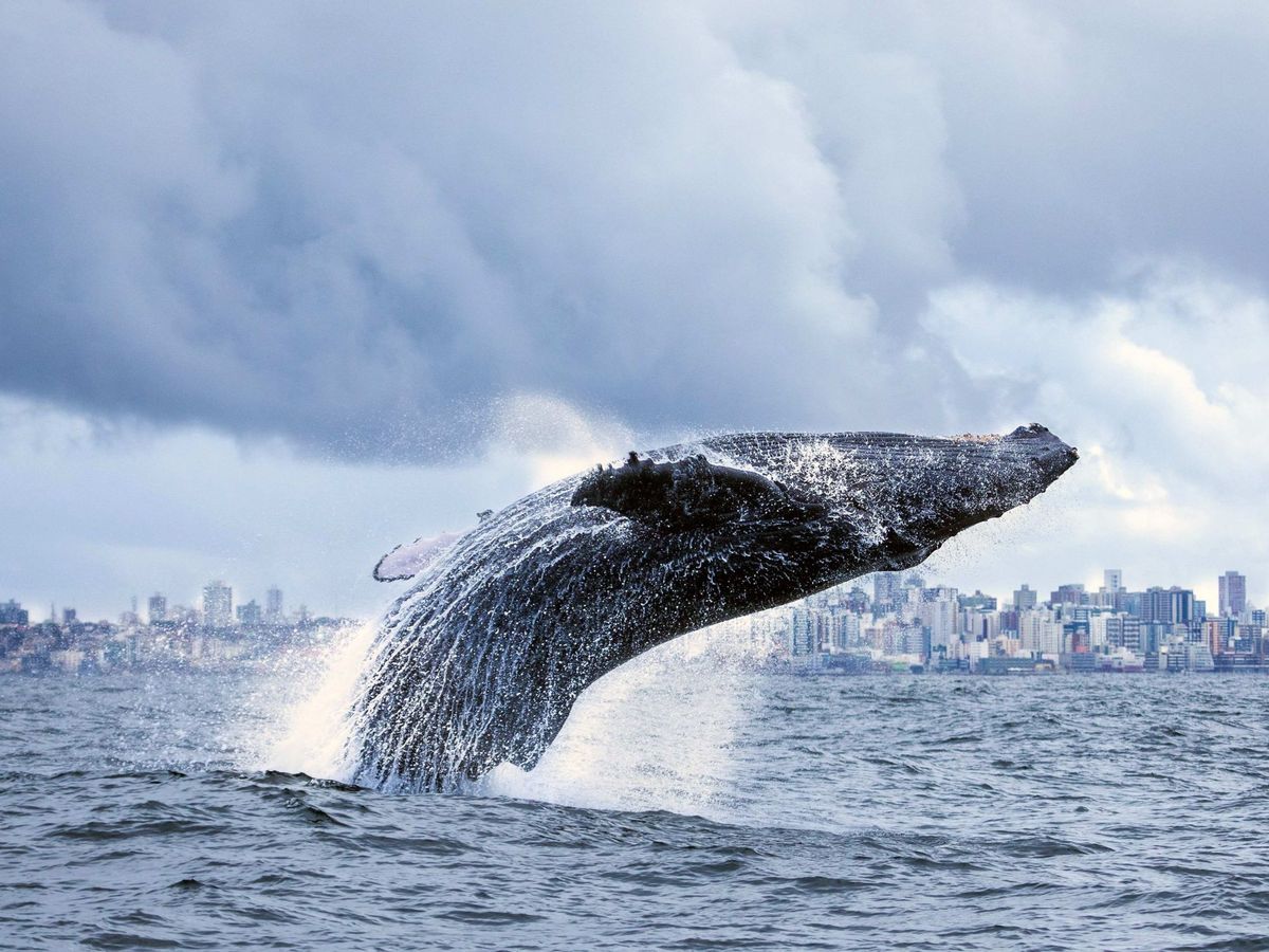 Foto: Las ballenas están volviendo a las rías gallegas. (EFE)