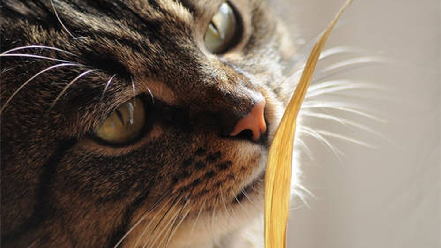 Siete de cada 10 gatos comen hierba más de seis veces al día. (Pixabay)