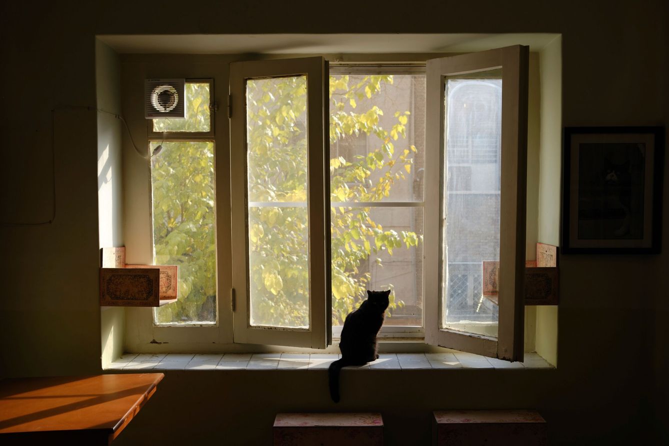 Un gato observa por una ventana en el café Museo del Gato Persa en Teherán. (EFE/Jaime Léon)