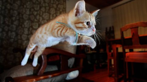 Por qué los gatos sobreviven a caídas desde sitios altos, pero no intermedios