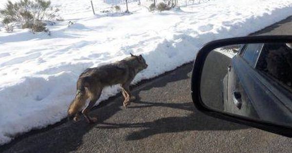 Foto: Este lobo murió el pasado 15 de enero atropellado. (WWF)
