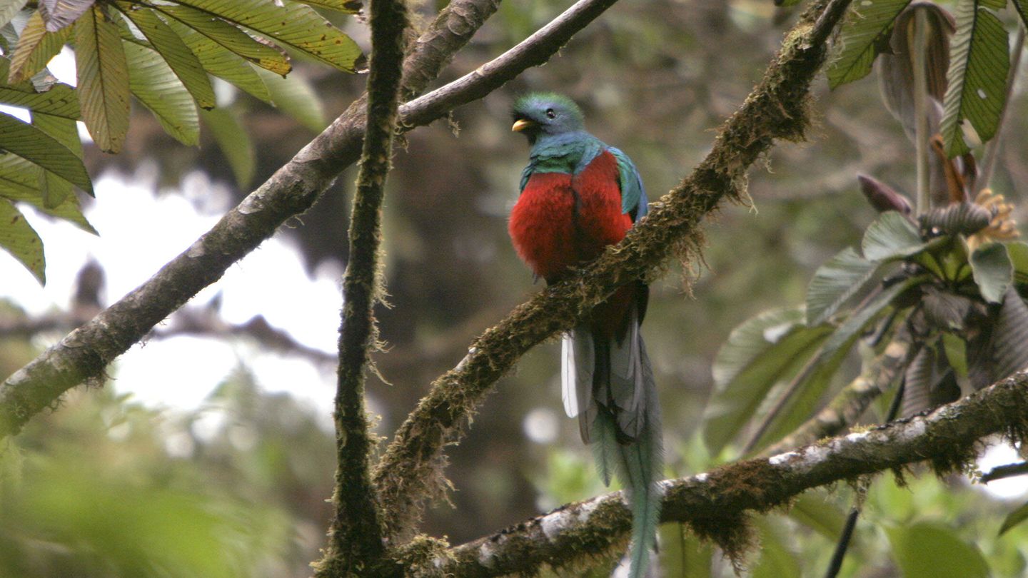 Quetzal guatemalteco en Costa Rica. Vertiente del Pacífico. (Andoni Canela)