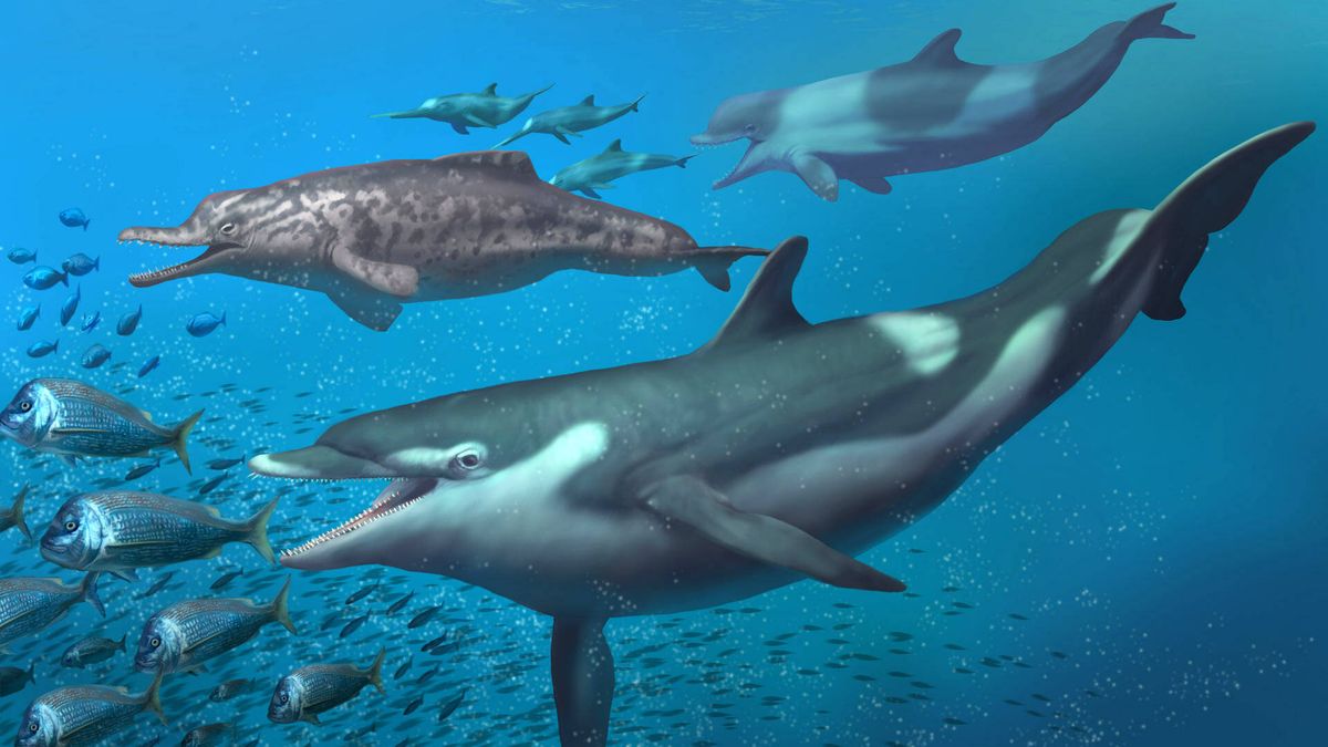 Descubren los ancestros de los delfines en Suiza 