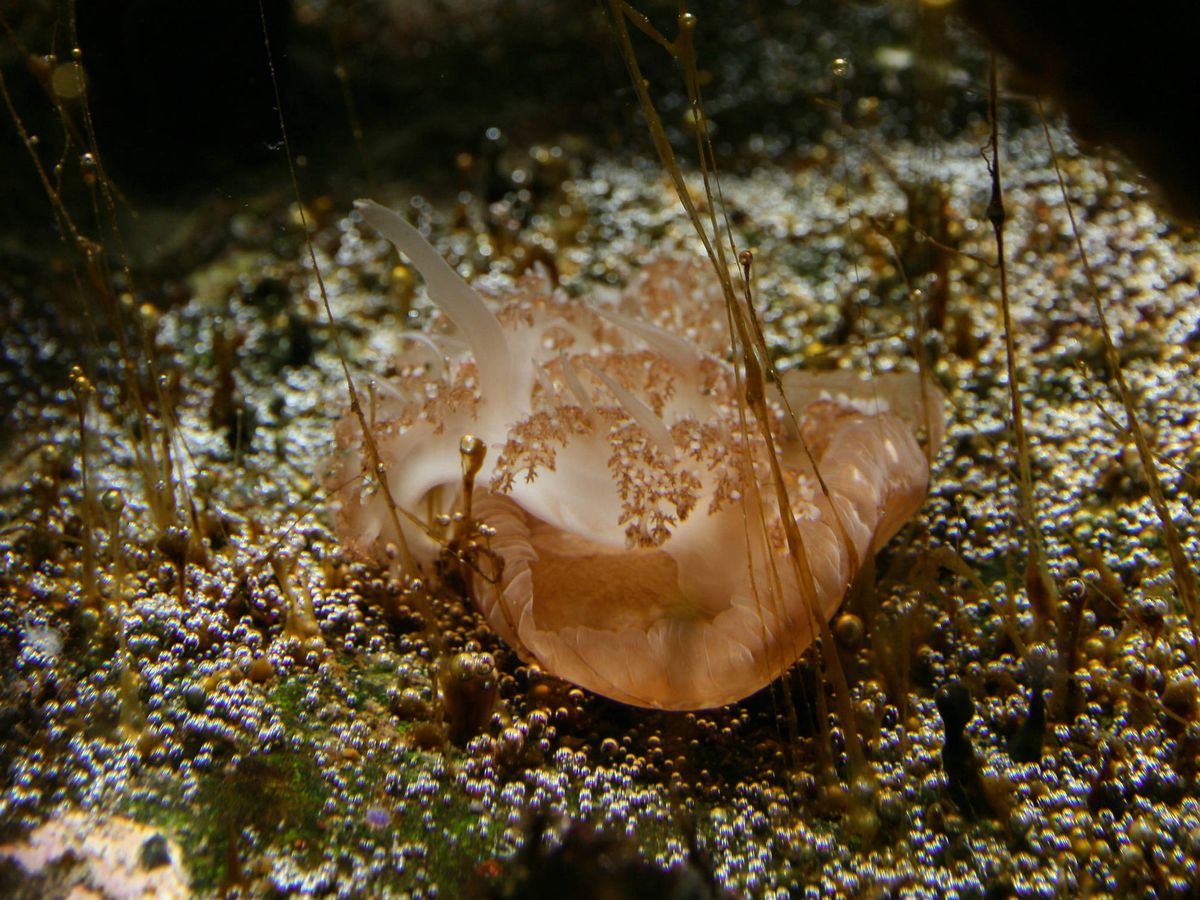 Foto: Medusa inversa. Foto Wikipedia.