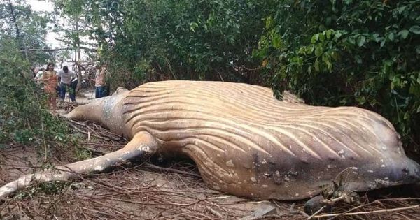 Foto: Imagen de la ballena jorobada encontrada en el Amazonas. (CC)