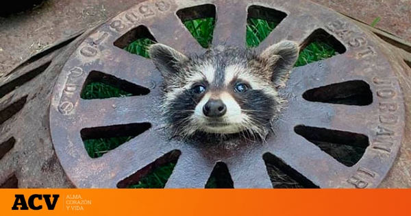 El rescate de una cría de mapache se ha hecho viral por su ternura