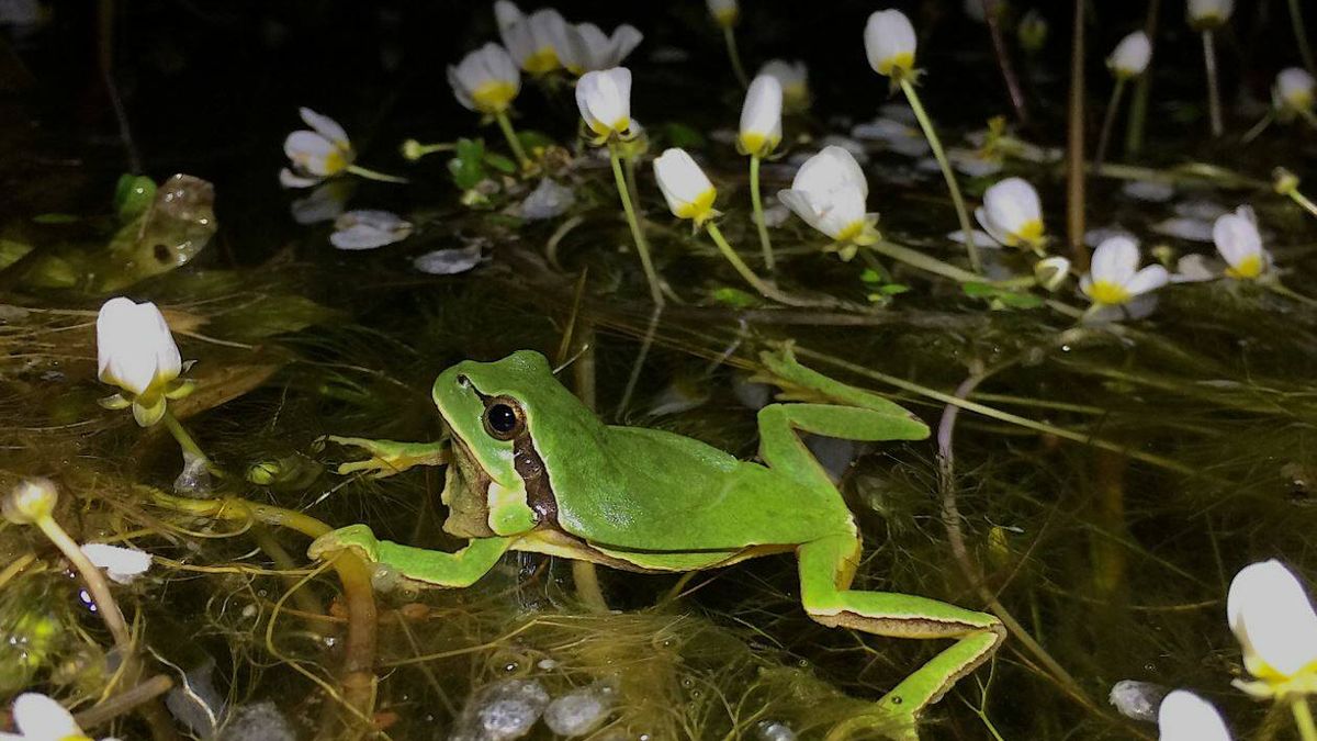 El canto de las ranas permite pronosticar los efectos del cambio climático